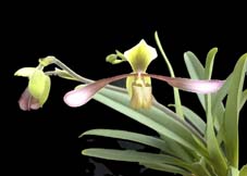 洋蘭.JP パフィオ原種セレクト Paphiopedilum Species Select